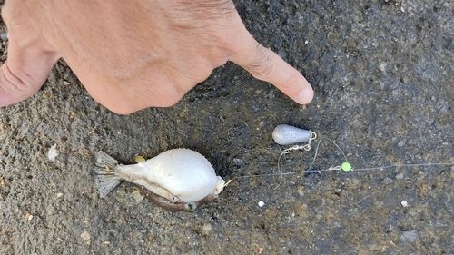 キタマクラの釣果