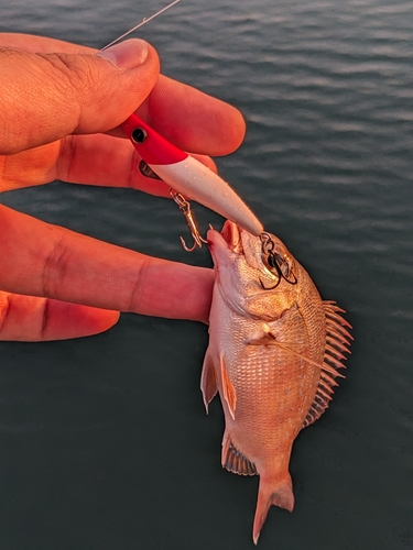 チャリコの釣果