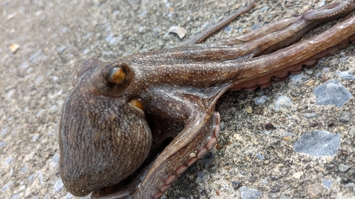 マダコの釣果