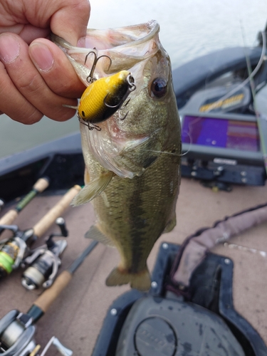 ラージマウスバスの釣果