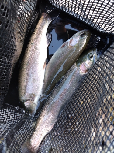 ニジマスの釣果