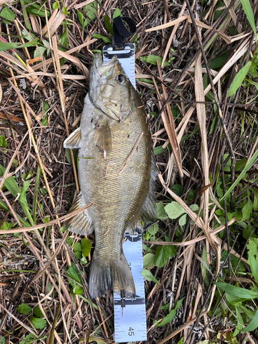 スモールマウスバスの釣果