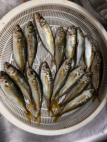 アジの釣果