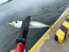 マサバの釣果