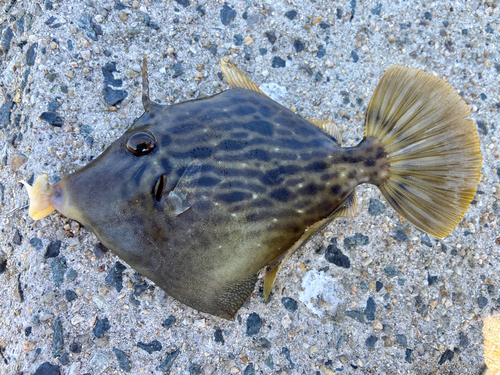 カワハギの釣果