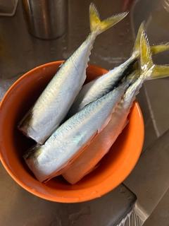 サバの釣果