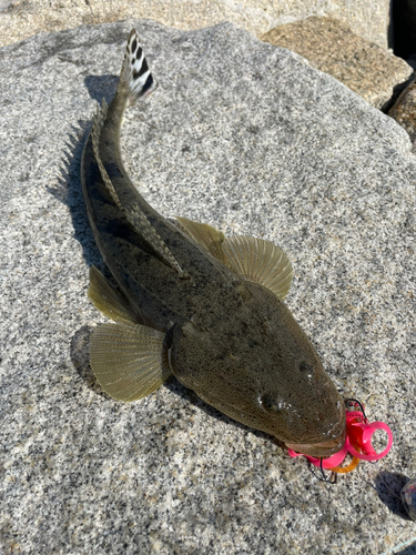 マゴチの釣果