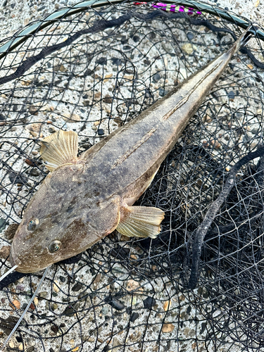 マゴチの釣果