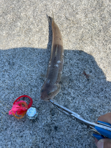 エソの釣果