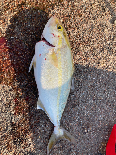 カンパチの釣果