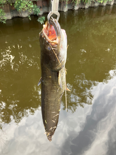 マナマズの釣果