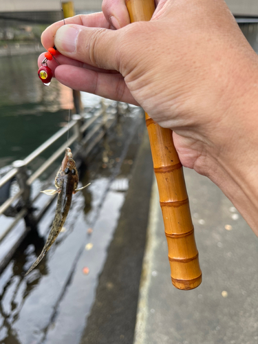 マハゼの釣果