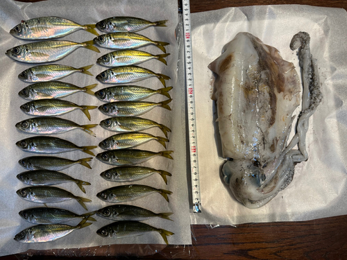 アジの釣果