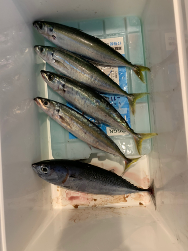 ムロアジの釣果