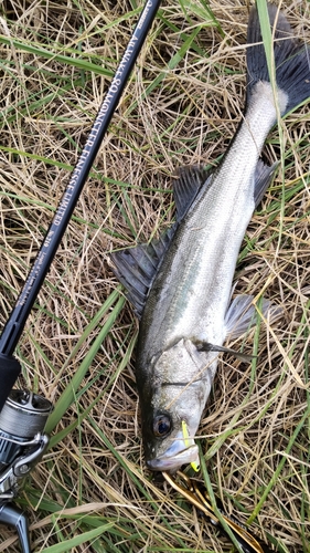 釣果