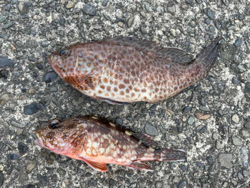 オオモンハタの釣果