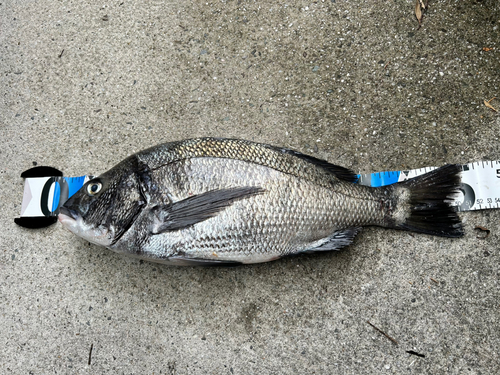 クロダイの釣果