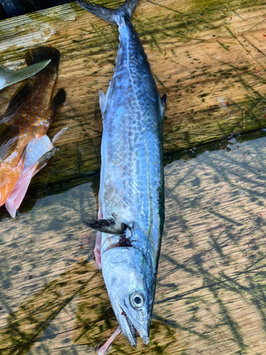 サゴシの釣果