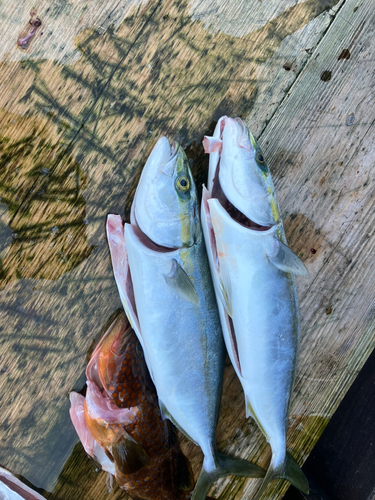 ツバスの釣果