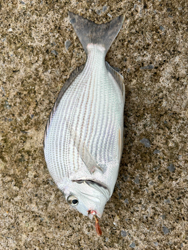 ヘダイの釣果