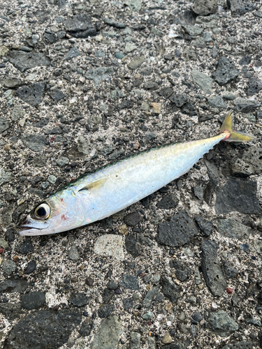 サバの釣果