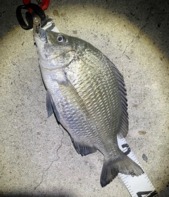 ナンヨウチヌの釣果