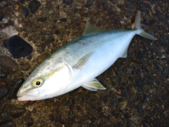 ツバスの釣果