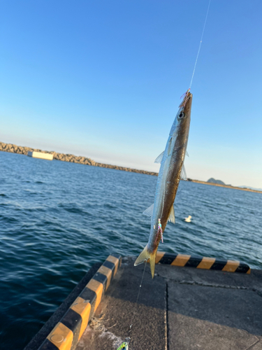 カマスの釣果