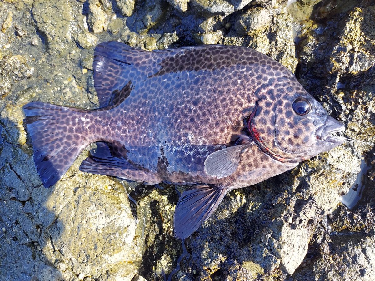 トモチン三世さんの釣果 2枚目の画像