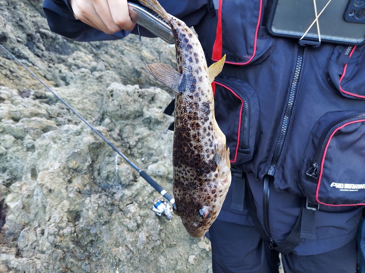 トモチン三世さんの釣果 3枚目の画像