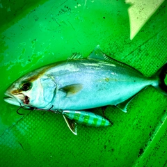 カンパチの釣果