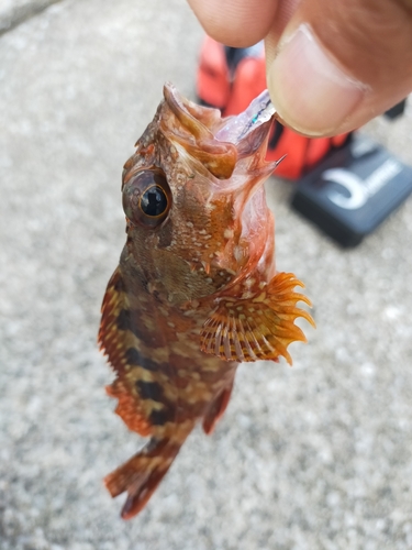 カサゴの釣果