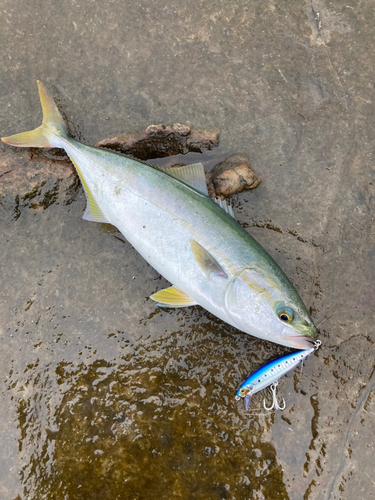 イナダの釣果