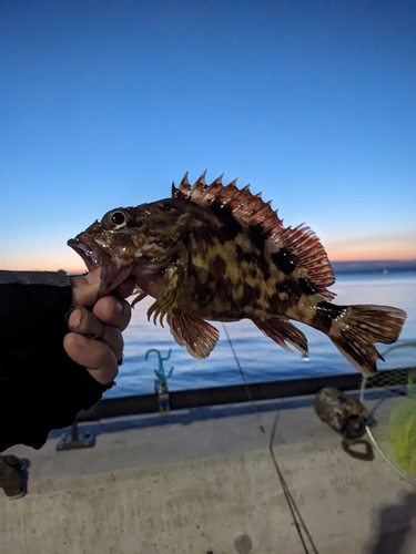 カサゴの釣果