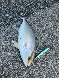 カンパチの釣果