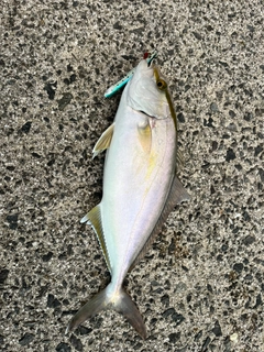 カンパチの釣果