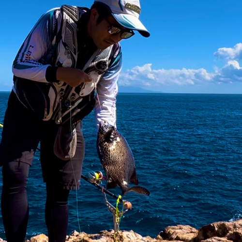 イシガキダイの釣果