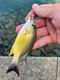 オキフエダイの釣果