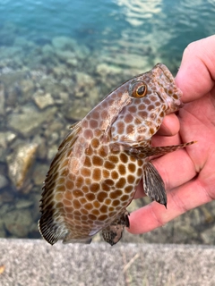 オオモンハタの釣果