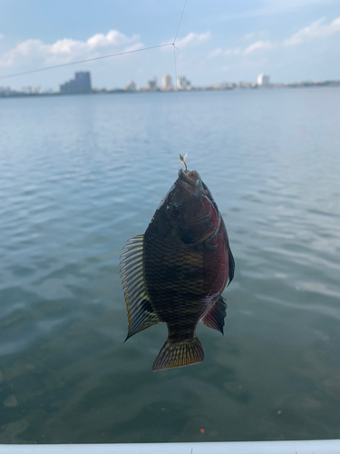 ティラピアの釣果