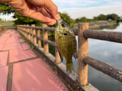 ブルーギルの釣果