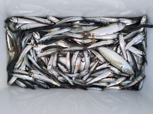 イワシの釣果