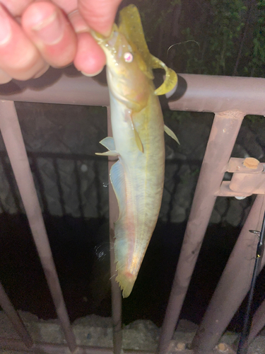 ニホンナマズの釣果