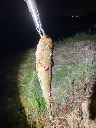 マナマズの釣果