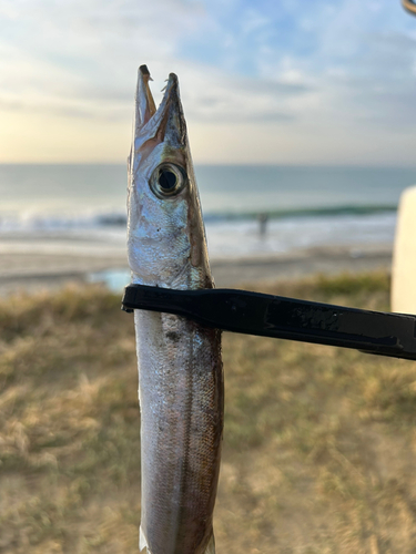 カマスの釣果