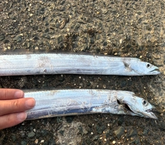 タチウオの釣果