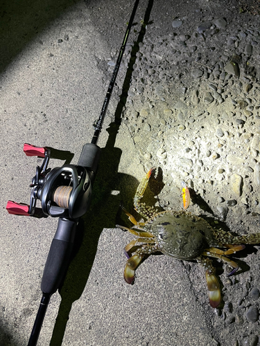 カニの釣果