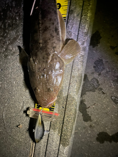 マゴチの釣果