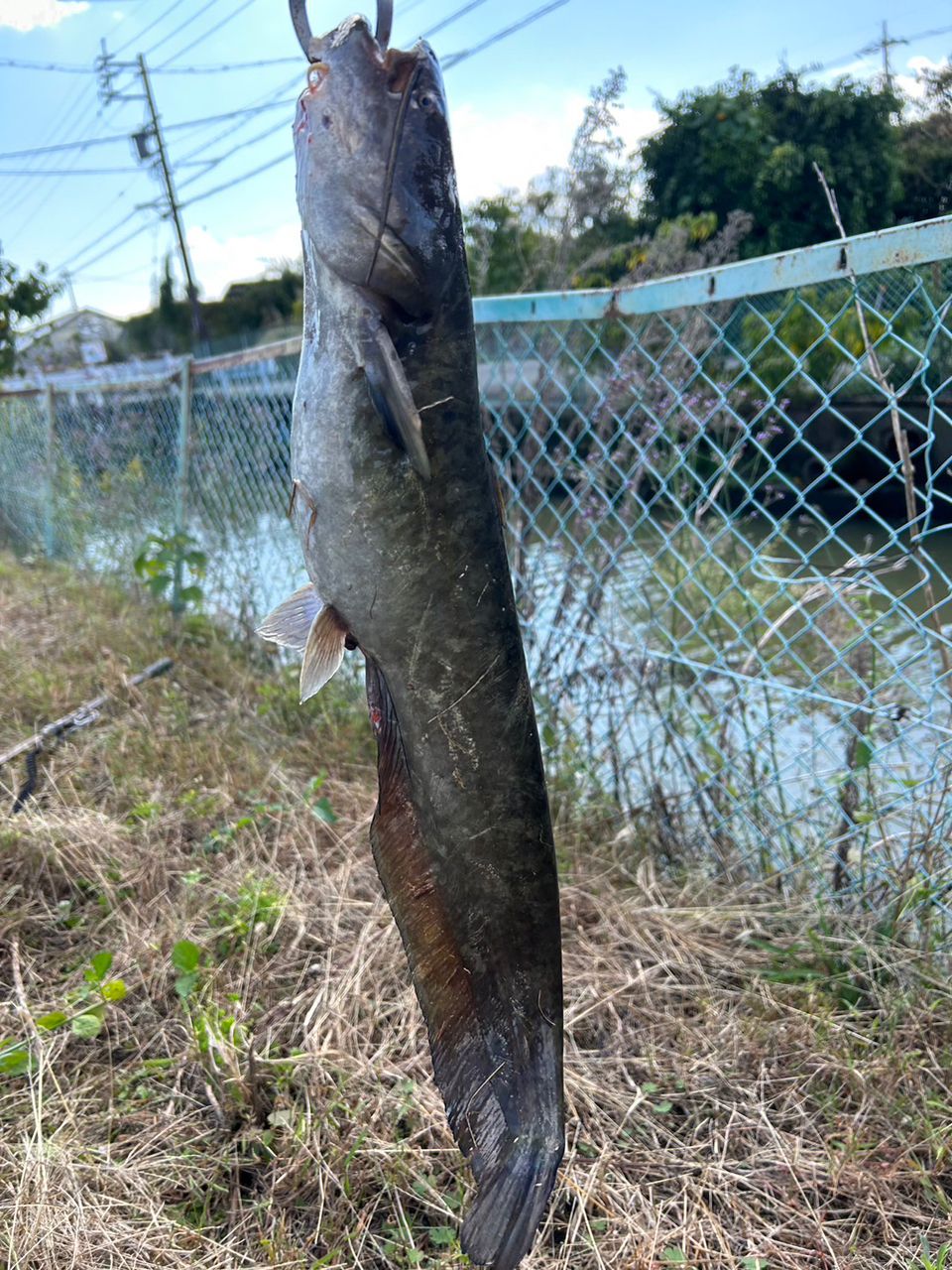 ナマズ