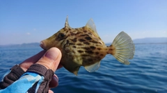 カワハギの釣果